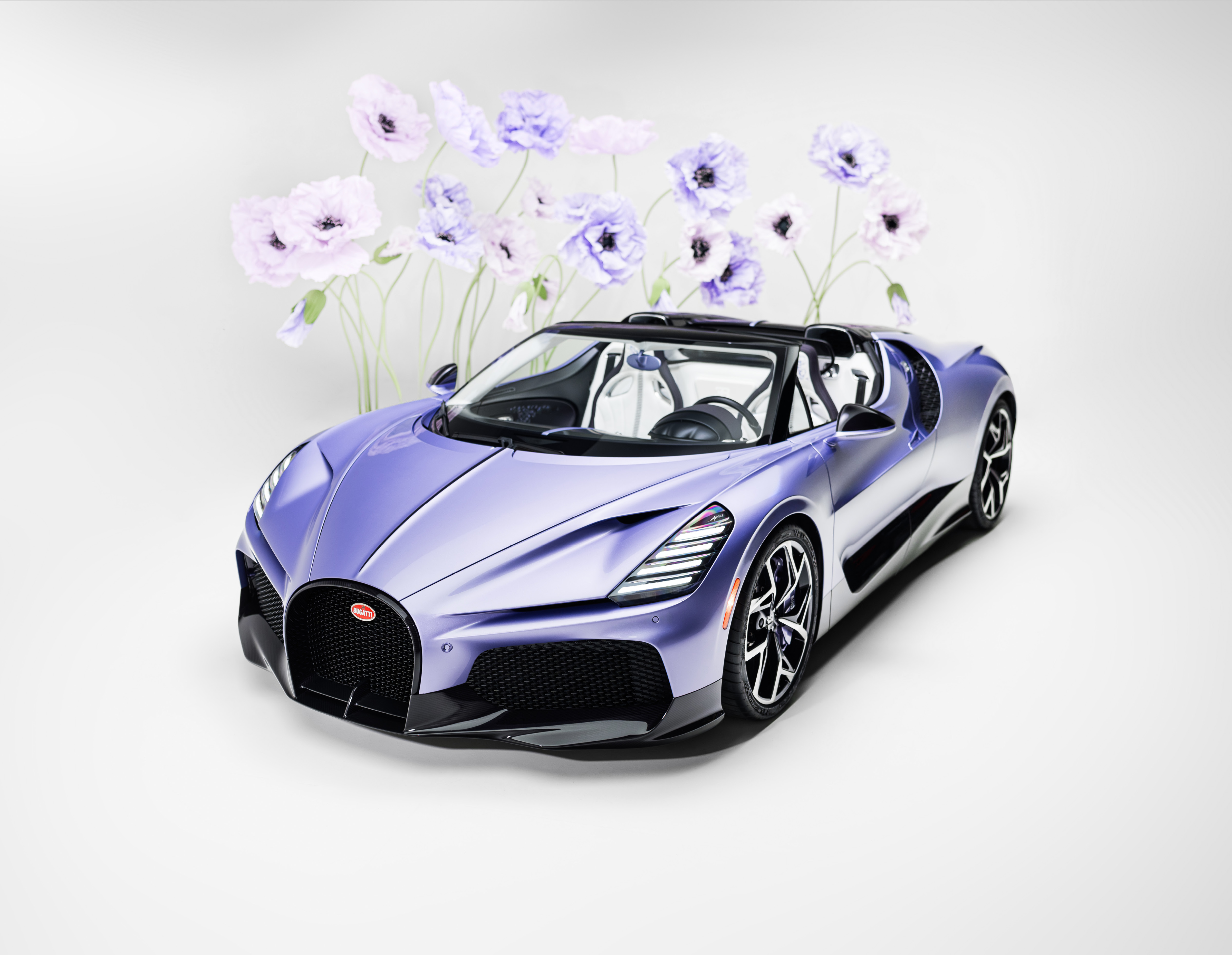 薰衣草紫的 Caroline